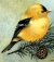 Image for Goldfinch