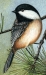 Image for Chickadee