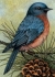 Image for Bluebird