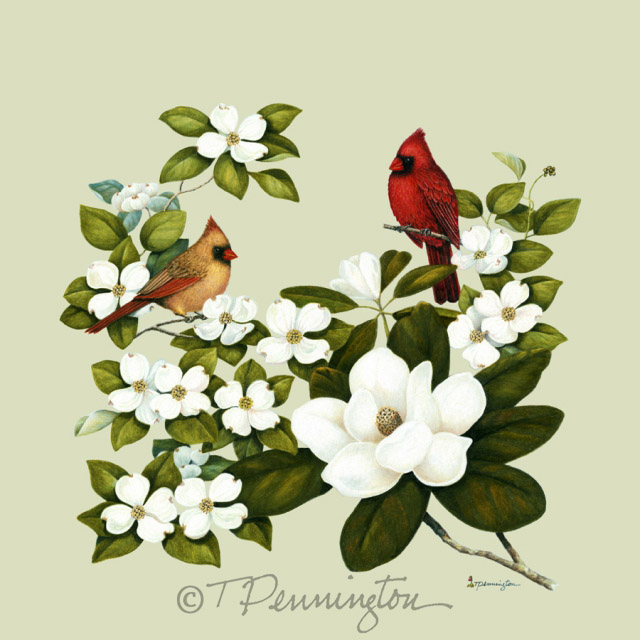 Cardinals and Magnolia